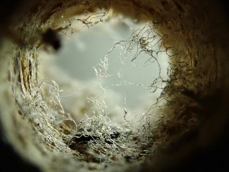 Camera view inside a sewer pipe showing thread-like tree roots threading through a joint gap from outside