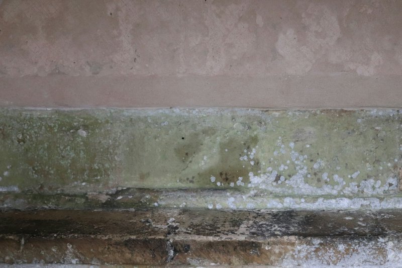 Weathered plaster wall with horizontal band of green and white mold growth from chronic moisture