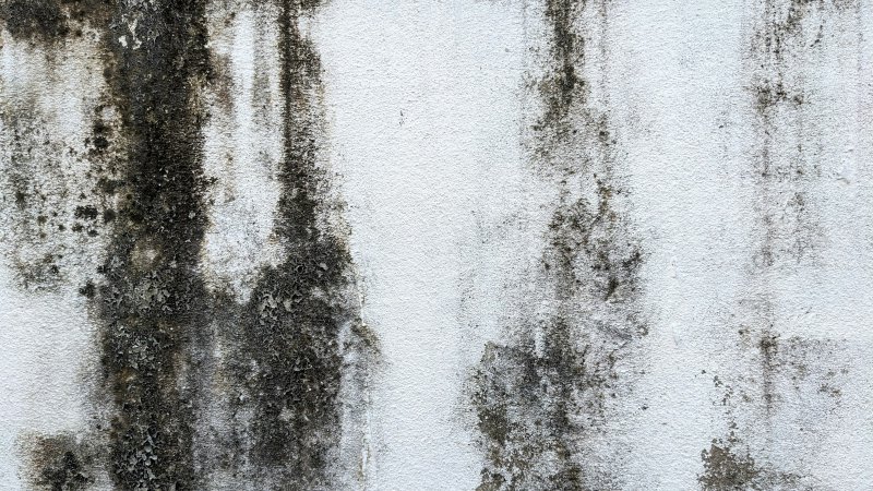 White interior wall with dark mold stains and peeling paint indicating active contamination