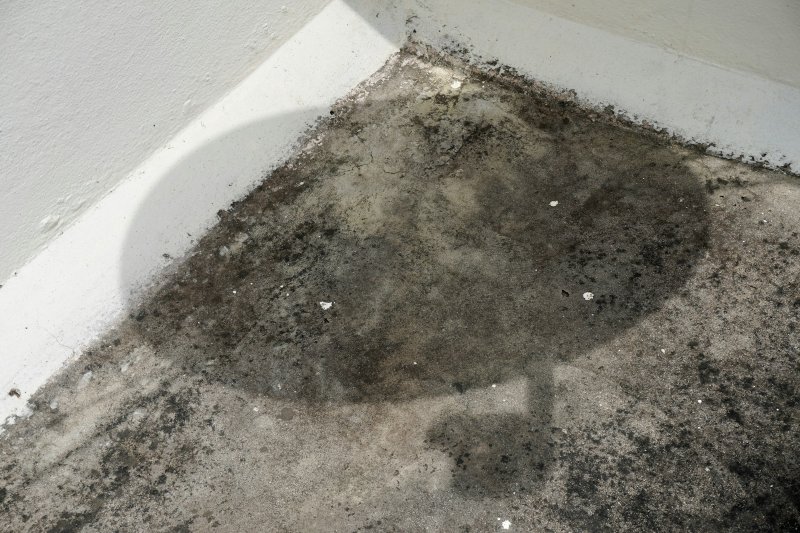 Visible mold growth on a baseboard and lower wall corner from prolonged moisture exposure
